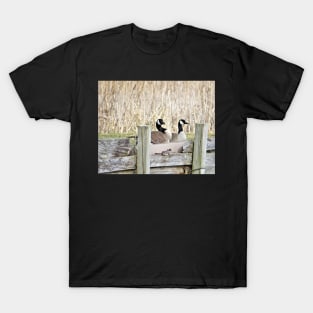 Canada Geese Pair No.5 T-Shirt